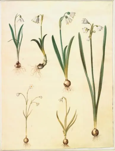 Galanthus nivalis (almindelig vintergæk); Leucojum vernum (dorotealilje); Leucojum aestivum (sommer-hvidblomme); Leucojum autumnale (høst-hvidblomme), by Unknown