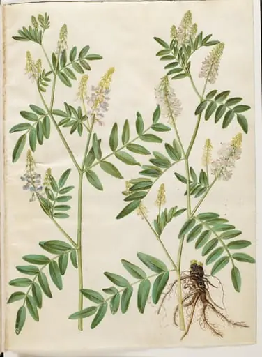 Galega officinalis (læge-stregbælg), by Unknown