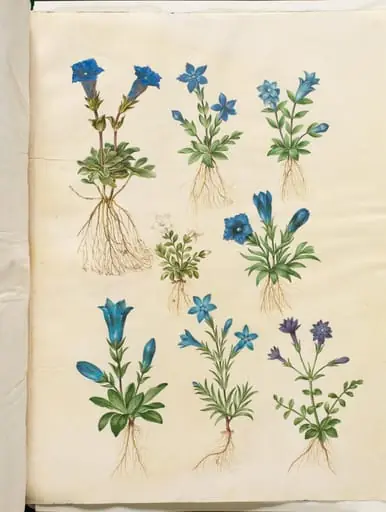 Gentiana acaulis (stængelløs ensian); Gentiana verna (vår-ensian); Gentiana acaulis (stængelløs ensian); Gentiana (art af ensian), by Unknown