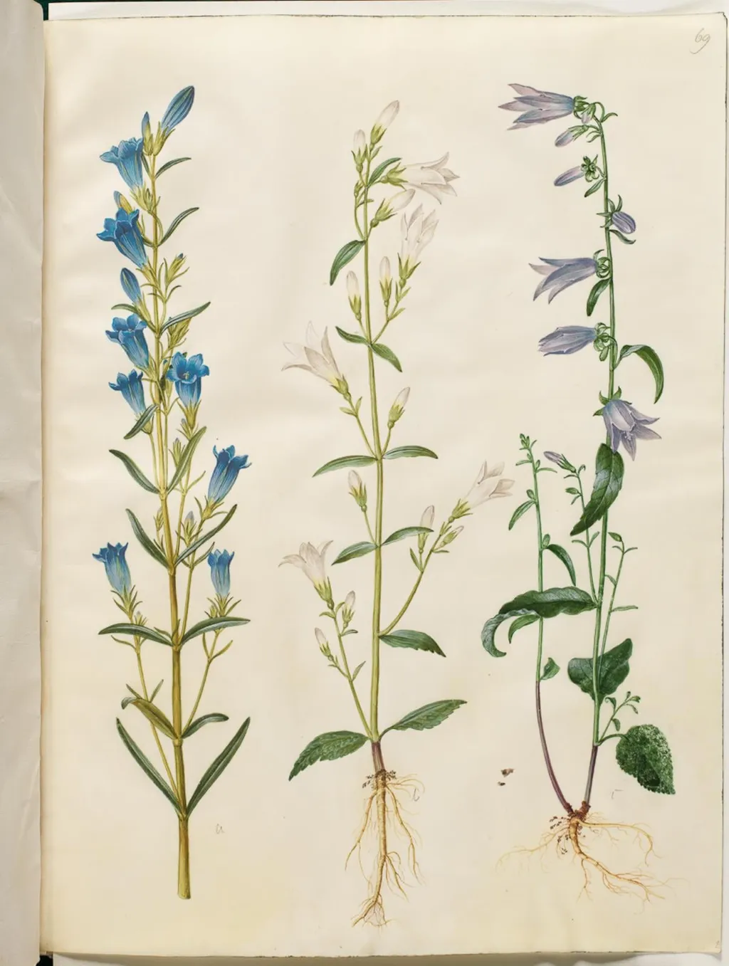 Gentiana pneumonanthe (klokke-ensian); Campanula patula (eng-klokke); Campanula rapunculoides (ensidig klokke), by Unknown, unspecified, 1654