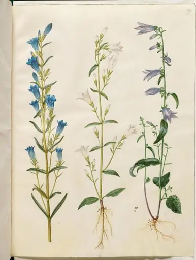 Gentiana pneumonanthe (klokke-ensian); Campanula patula (eng-klokke); Campanula rapunculoides (ensidig klokke), by Unknown