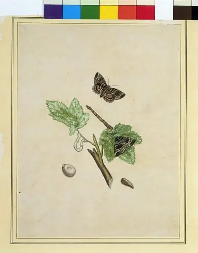 Geometrid moths, by Unknown
