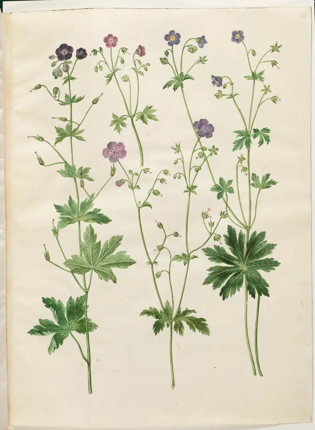 Geranium phaeum (bølgekronet storkenæb); Geranium sylvaticum (skov-storkenæb), by Unknown, unspecified, 1654