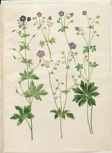 Geranium phaeum (bølgekronet storkenæb); Geranium sylvaticum (skov-storkenæb), by Unknown