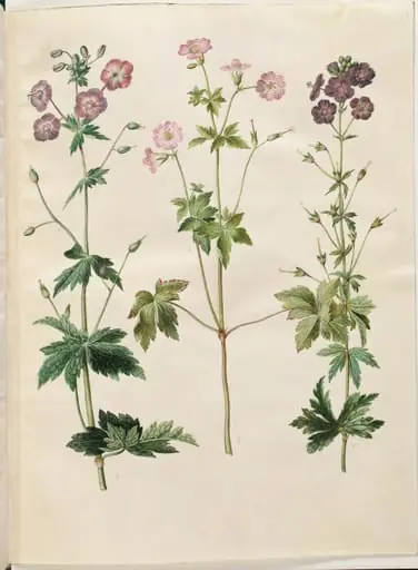 Geranium phaeum (bølgekronet storkenæb); Geranium versicolor (net-storkenæb), by Unknown