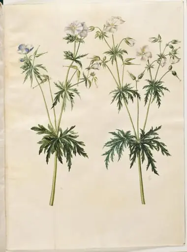 Geranium pratense (eng-storkenæb), by Unknown