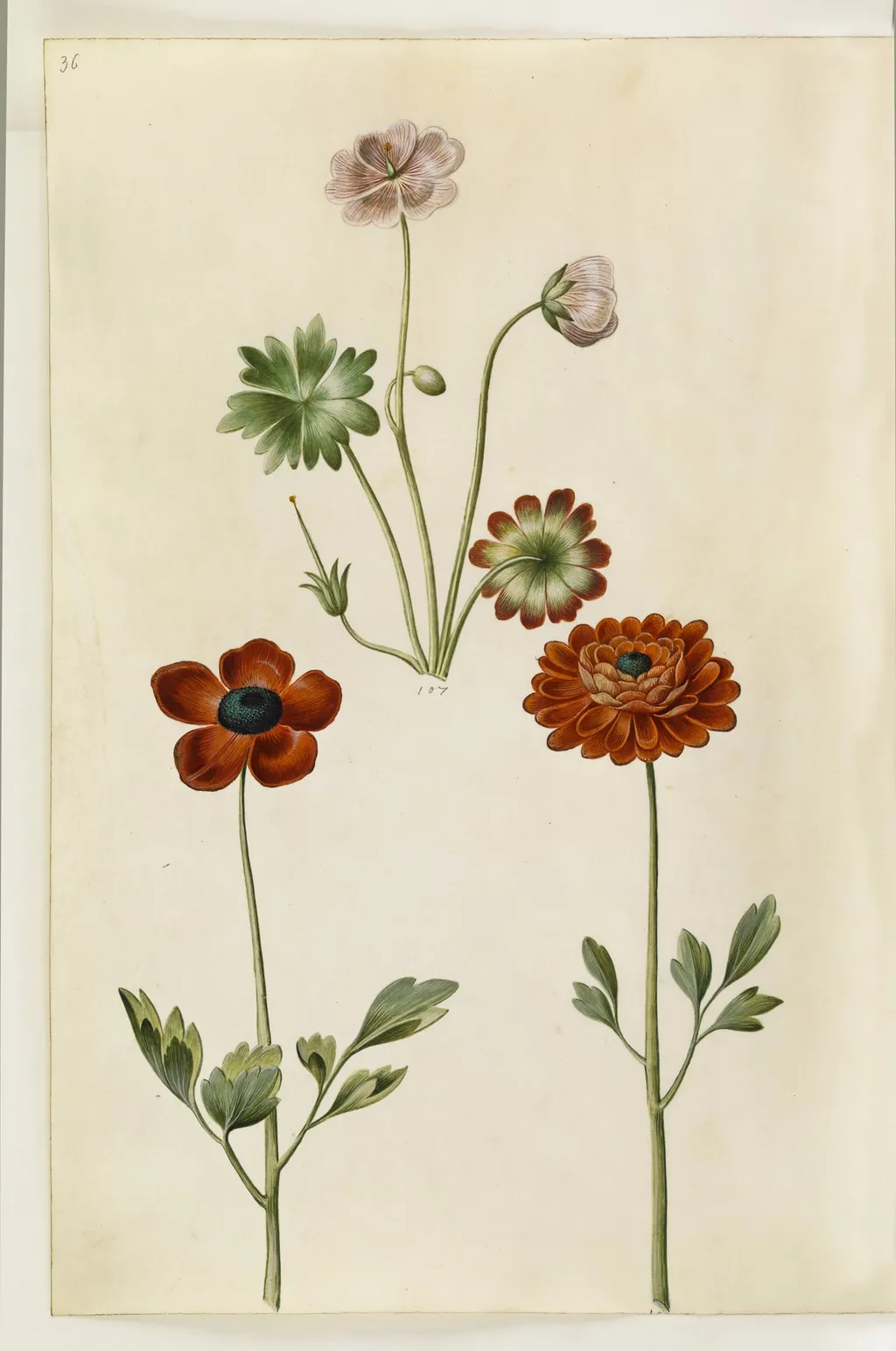 Geranium sanguineum striatum (stribet storkenæb); Ranunculus asiaticus (have-ranunkel), by Unknown, unspecified, 1650