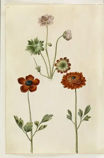 Geranium sanguineum striatum (stribet storkenæb); Ranunculus asiaticus (have-ranunkel), by Unknown