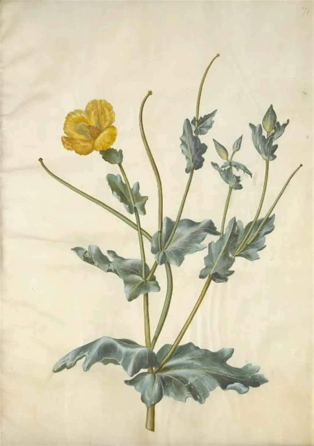 Glaucium flavum (strand-hornskulpe), by Unknown, unspecified, 1654