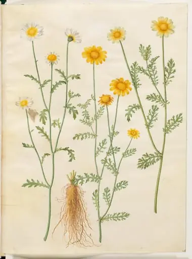 Glebionis coronaria (kron-okseøje), by Unknown