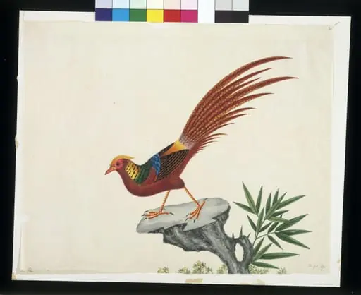Golden pheasant, by Unknown