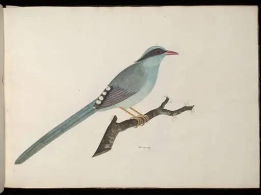 Green magpie, by Unknown