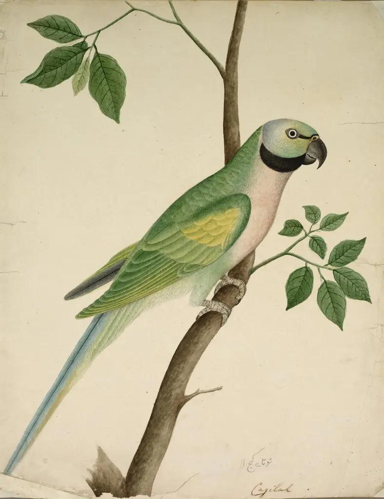 Green Parrot, by Unknown