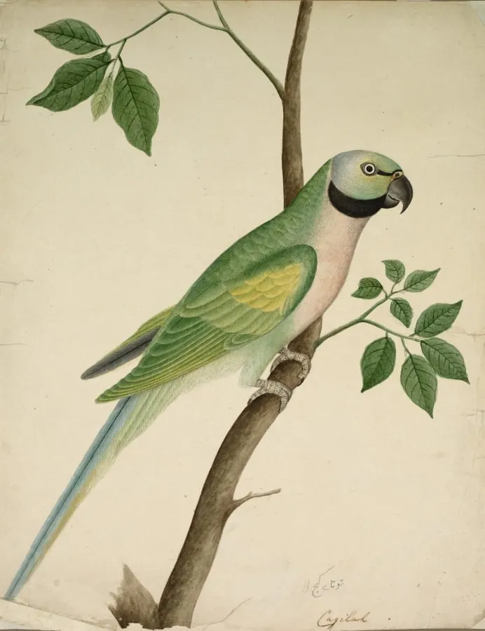 Green Parrot, by Unknown, unspecified, 1820