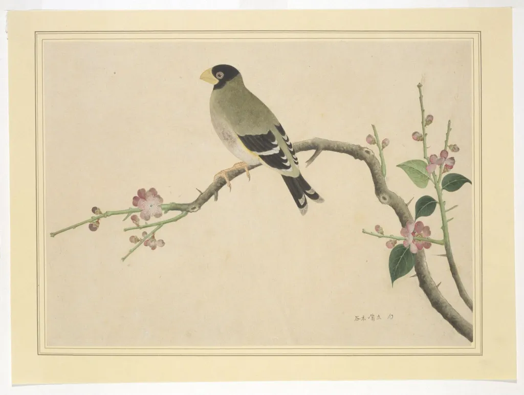 Hawfinch, by Unknown, paint, 1800