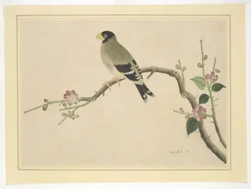 Hawfinch, by Unknown