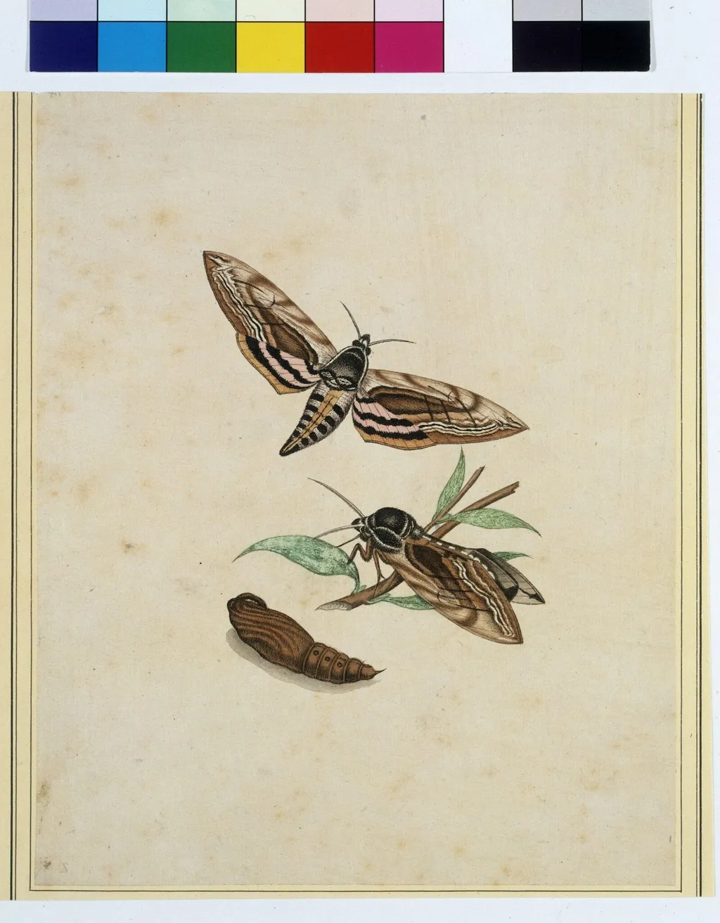 Hawkmoth, by Unknown, paint, 1800