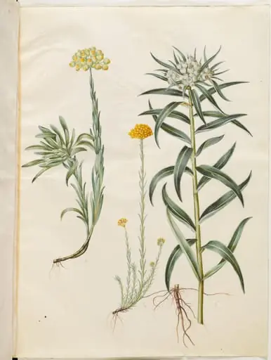 Helichrysum orientale (busk-evighedsblomst); Helichrysum Stoechas (stinkende evighedsblomst); Anaphalis margaritacea (almindelig perlekurv), by Unknown