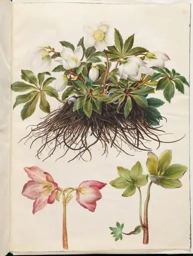 Helleborus niger (almindelig julerose), by Unknown