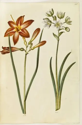 Hemerocallis fulva (brun daglilje); Ornithogalum arabicum (mælkestjerne), by Unknown