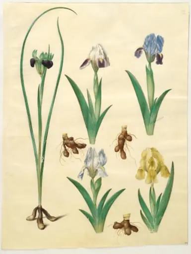 Hermodactylus tuberosus (hermesfinger); Iris pumila (lav iris) eller Iris lutescens (dværg-iris), by Unknown