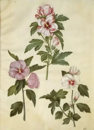 Hibiscus syriacus (syrisk rose), by Unknown