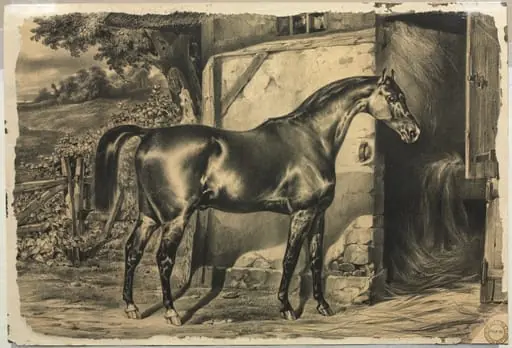 Horse in Front of a Barn (verso), by Unknown
