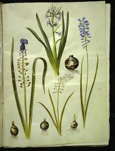 Hyacinthus orientalis (almindelig hyacint); Muscari comosum (duskhyacint); Brimeura amethystina (pyrenæisk hyacint), by Unknown