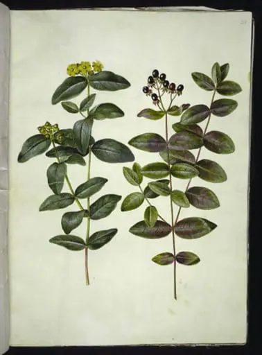 Hypericum androsaemum (bær-perikon), by Unknown