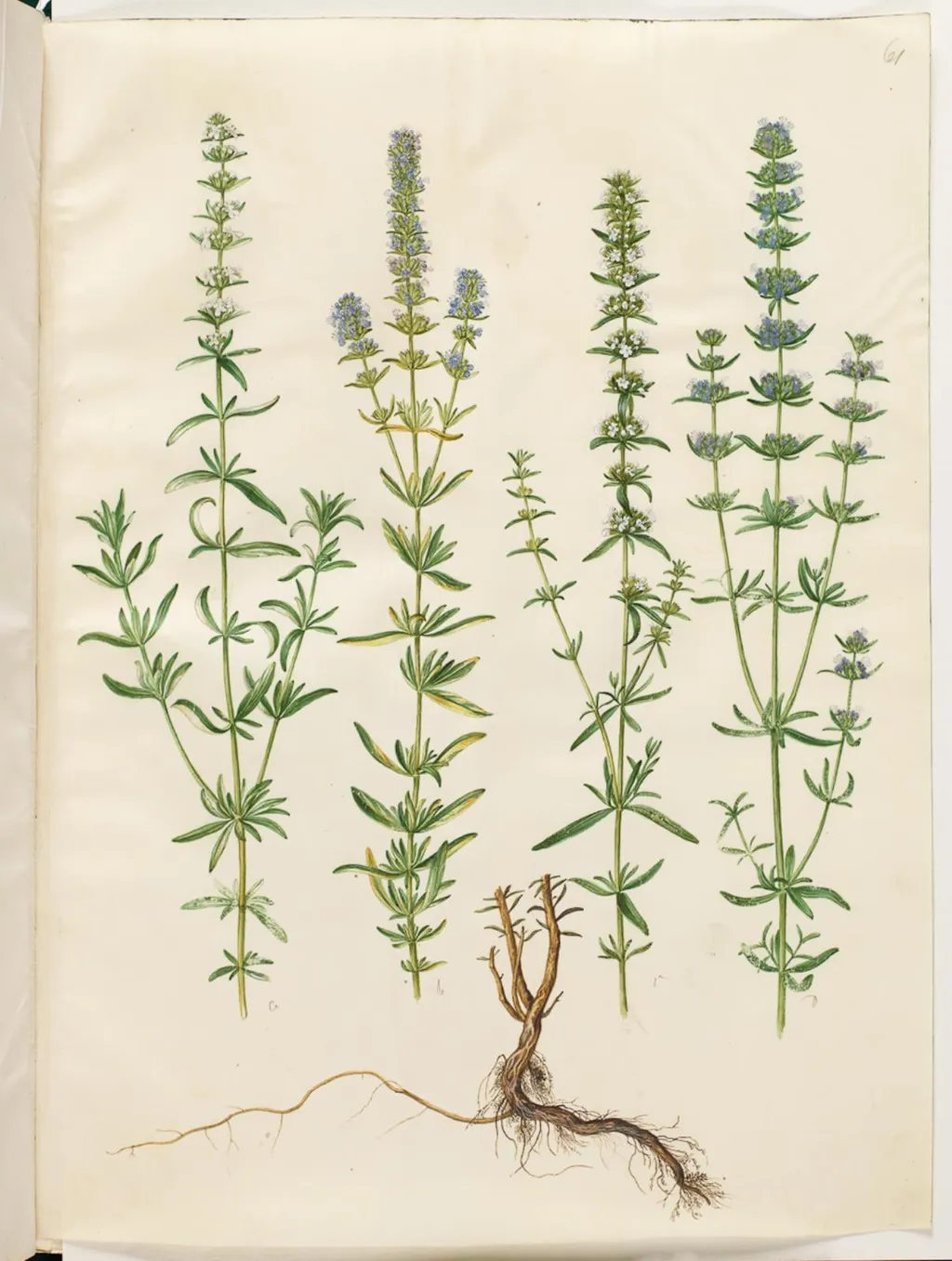 Hyssopus officinalis (ægte isop), by Unknown, unspecified, 1654