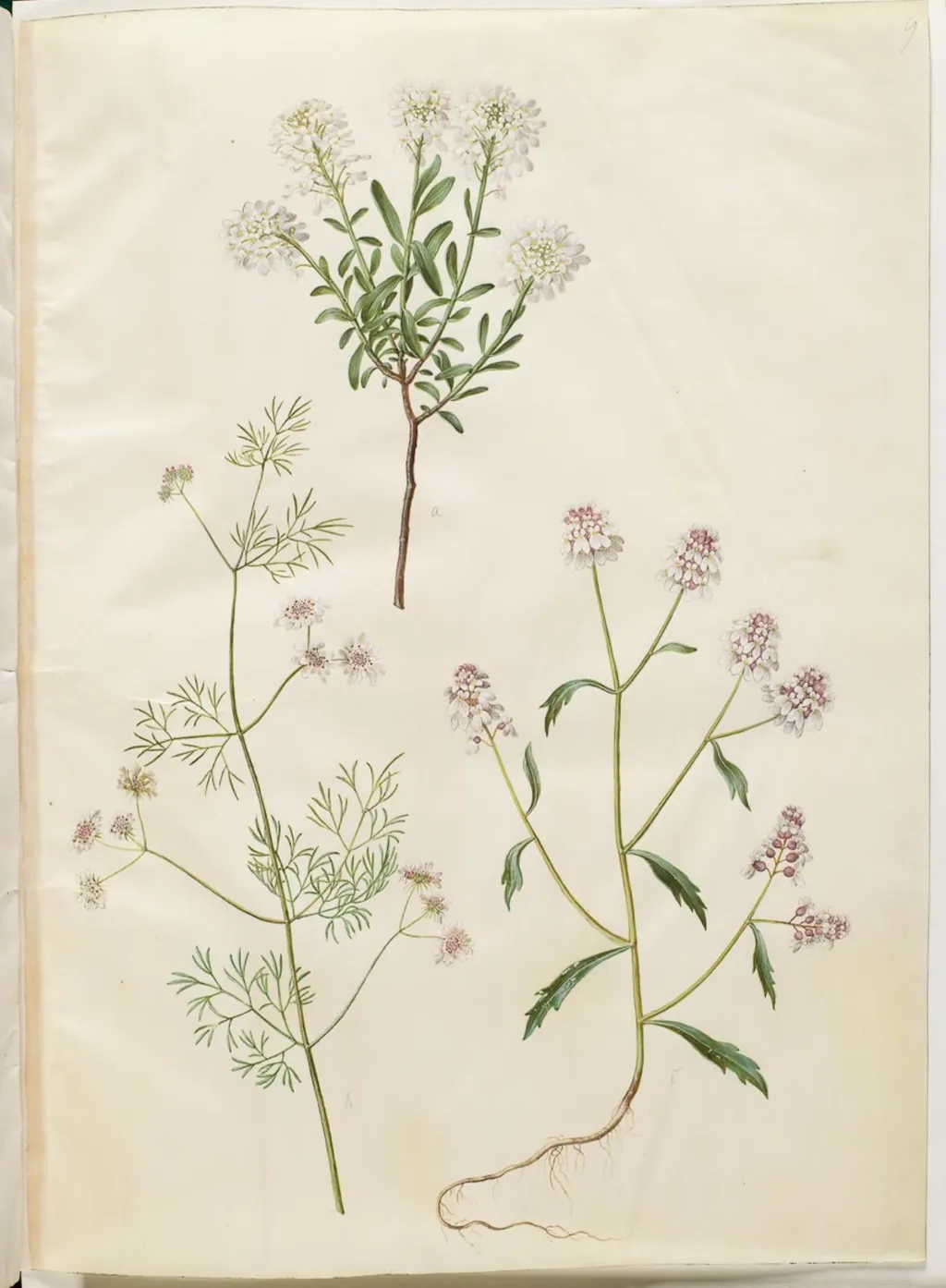 Iberis sempervirens (snepude); Coriandrum sativum (almindelig koriander); Iberis amara (bitter sløjfeblomst), by Unknown, unspecified, 1654