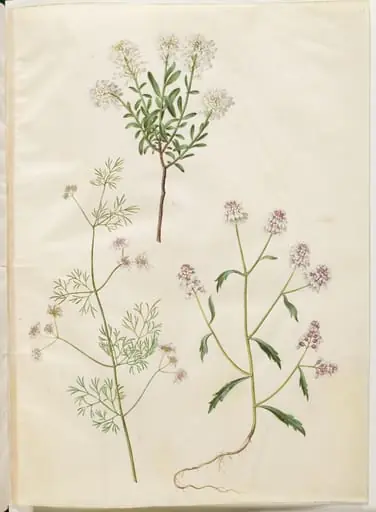 Iberis sempervirens (snepude); Coriandrum sativum (almindelig koriander); Iberis amara (bitter sløjfeblomst), by Unknown