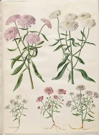 Iberis umbellata (skærm-sløjfeblomst); Iberis amara (bitter sløjfeblomst), by Unknown