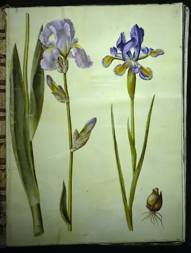Iris ×germanica (have-iris); Iris xiphium (spansk iris), by Unknown