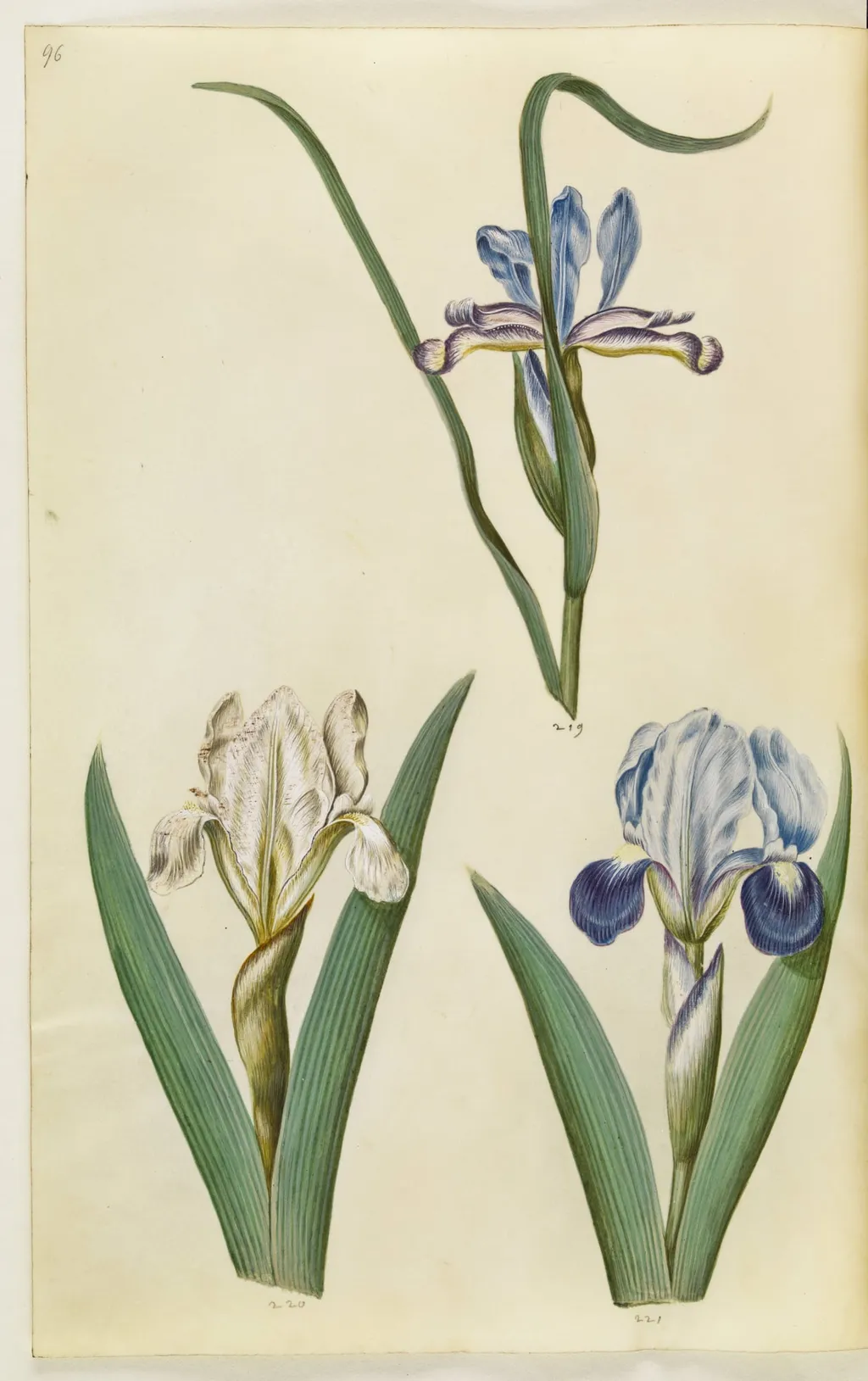 Iris graminea (græsbladet iris); Iris lutescens eller Iris pumila (?) (dværg-iris eller lav iris), by Unknown, unspecified, 1650