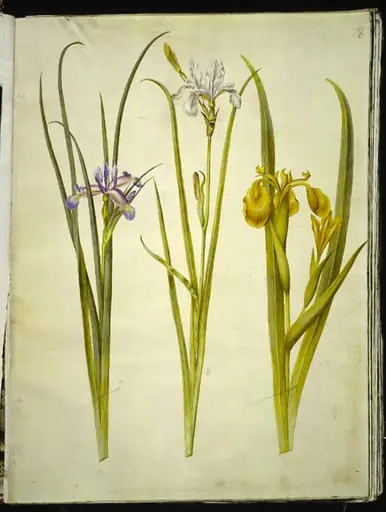 Iris graminea (græsbladet iris); Iris sibirica (sibirisk iris); Iris pseudacorus (gul iris), by Unknown