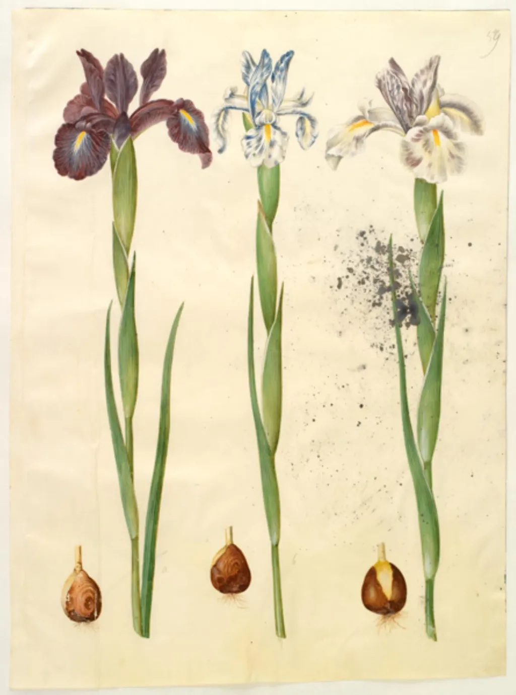Iris latifolia (engelsk iris), by Unknown, unspecified, 1654