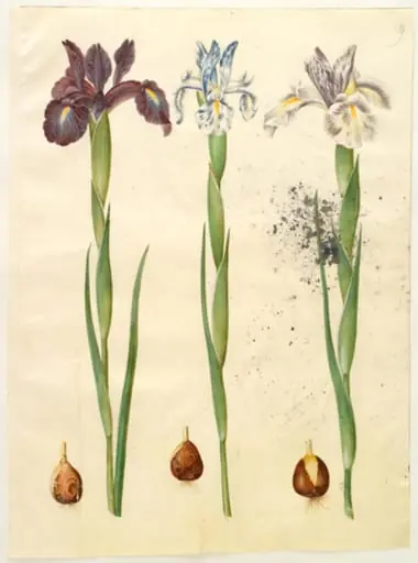 Iris latifolia (engelsk iris), by Unknown