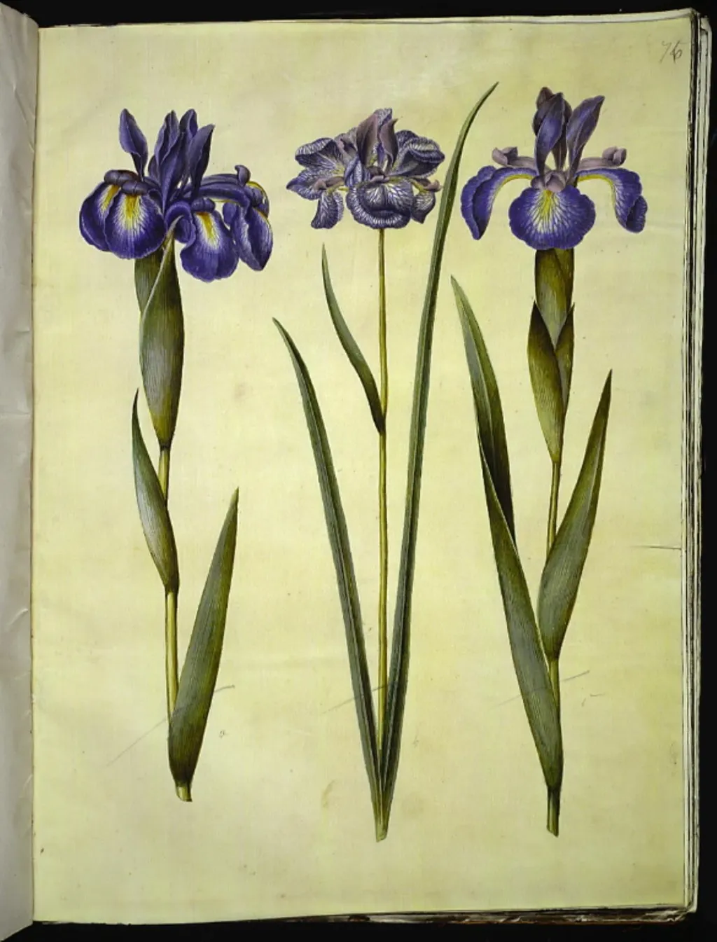 Iris latifolia (engelsk iris); Iris sibirica (sibirisk iris), by Unknown, unspecified, 1654