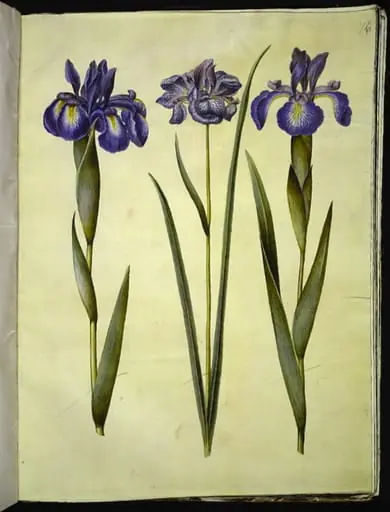 Iris latifolia (engelsk iris); Iris sibirica (sibirisk iris), by Unknown