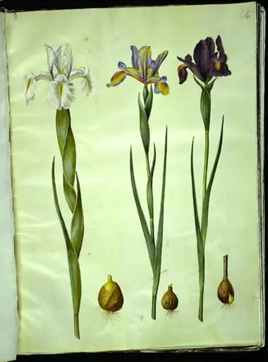 Iris latifolia (engelsk iris); Iris xiphium (spansk iris), by Unknown