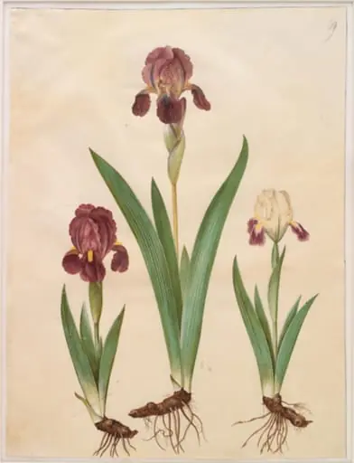 Iris ×lurida (iris-hybrid), by Unknown
