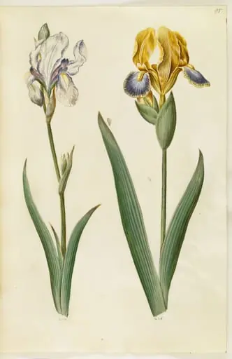 Iris pallida (bleg iris); Iris variegata (broget iris), by Unknown