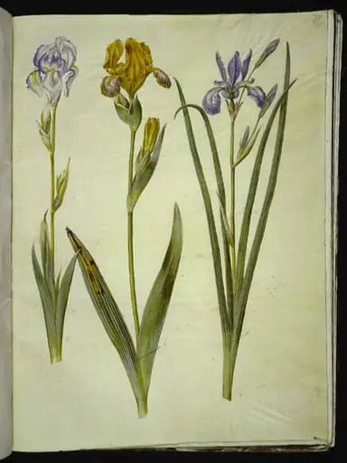 Iris pallida (bleg iris); Iris variegata (broget iris); Iris sibirica (sibirisk iris), by Unknown