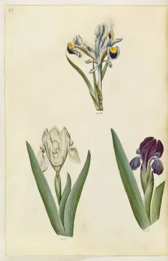 Iris persica (persisk iris); Iris lutescens eller Iris pumila (?) (dværg-iris eller lav iris), by Unknown