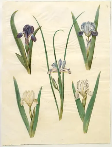 Iris pumila (lav iris) eller Iris lutescens (dværg-iris); Iris graminea (græsbladet iris), by Unknown