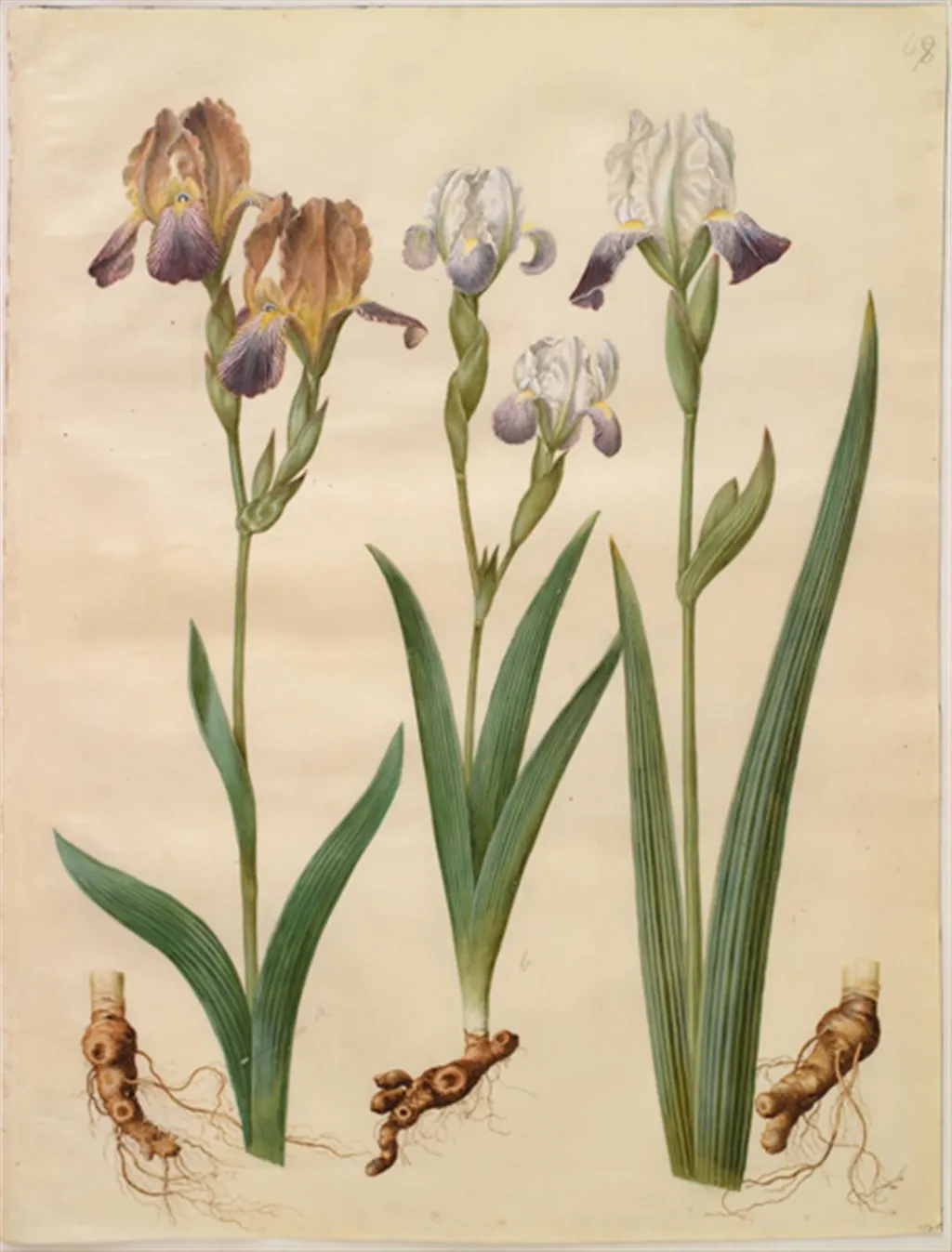 Iris ×sambucina (hylde-iris); Iris ×amoena (iris-hybrid), by Unknown, unspecified, 1654