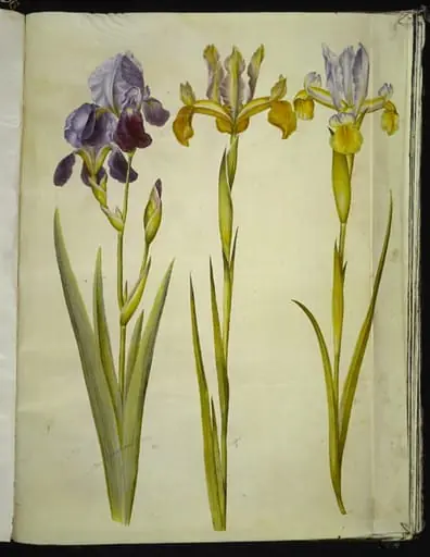 Iris ×sambucina (hylde-iris); Iris latifolia (engelsk iris), by Unknown