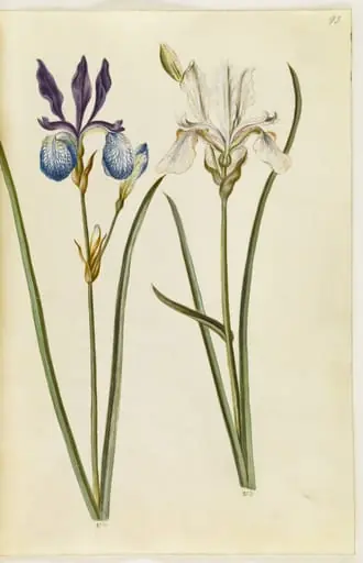 Iris sibirica (sibirisk iris), by Unknown