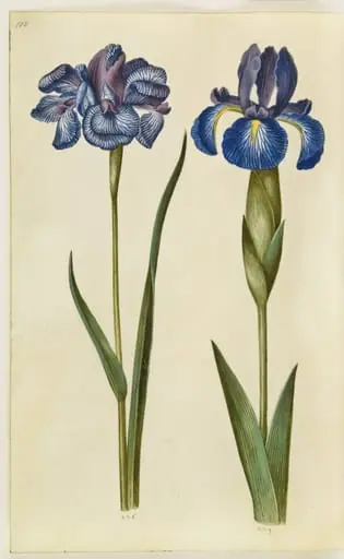 Iris sibirica (sibirisk iris); Iris latifolia (engelsk iris), by Unknown